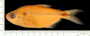 Media type: image;   Ichthyology 46750 Aspect: lateral